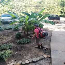 Flower bed cleanout with a backpack blower for mulch Flower bed cleanout with a backpack blower for mulch